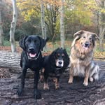 Christine Cable - @spudley.the.labradoofus - Instagram