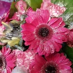 Christine - @christine.cappello.56 - Instagram