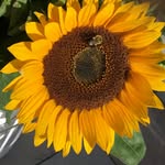 Christine Chartier - @chchartier - Instagram