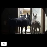 Christine Kordish Dodson - @christinekordish - Instagram