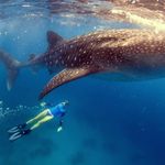 Christine Eddy - @scubaeddy - Instagram