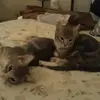 Christine Ferrell - @christine.ferrell - TikTok