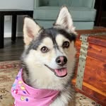 Christine Gary Diven - @oreo.the.pomsky - Instagram