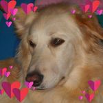 Christine Gendron - @cookiedestie - Instagram