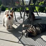 Christine Halliday-Hamer - @trio_trouble_drasa_maza_tiggy - Instagram