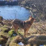 Christine Hauser - @hunde.freund63 - Instagram