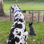 Christine Hogan - @magpiewhisperer - Instagram