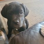 Christine Leclair - @a_pups_journey_to_greatness - Instagram