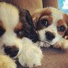 Le Clair Family Menagerie - @christineeleclair - TikTok
