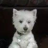 Christine Piper - @christine.piper31 - TikTok
