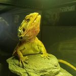 Christine Piper - @brandon_the_dragon - Instagram