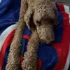 pippa lou - @piper.christine000 - TikTok
