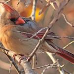 Christine Ramey - @christinesbackyardbirds72 - Instagram