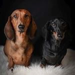 Christine Riedler - @riedlerchristine - Instagram