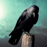 Christine Robison - @crob438 - Instagram