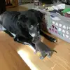 Christine Robison - @christine.robison - TikTok