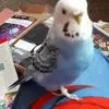 ruffchristine - @ruffchristine - TikTok