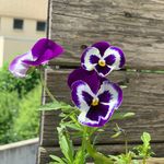 Christine Scharf - @scharf_christine - Instagram