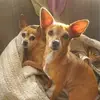 Christine Basanise-Schumann - @christine.basanis - TikTok
