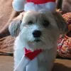 Christine Schumann - @christine.schuman4 - TikTok