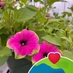 Christie Joyce Scribner - @christieingy56 - Instagram
