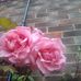 Christine Shepherd - Facebook