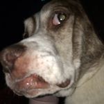Brooklyn Christine Testa - @snarf_boi_is_awesome - Instagram
