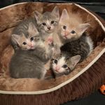 Christina Testa - @crazycatlady422 - Instagram