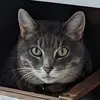 Christiane Trudeau - @christiane.trudea - TikTok