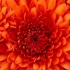 irshbeauty1200 - @christineweigel84 - TikTok
