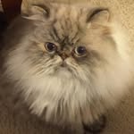 Christine Workman - @christine.workman.54 - Instagram