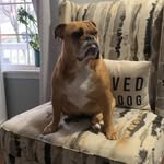 Christine Workman-Durlak - @ruby_rose_bulldog - Instagram