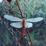 Christo Steyn - @christoristo - Instagram