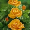 Christopher Ackerson - @christopherackerson475 - TikTok