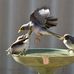 Chris Alder - Facebook