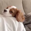 baxterchristopher - @baxterchristopher - TikTok
