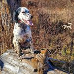 Christopher Beaver - @grouse_fan - Instagram