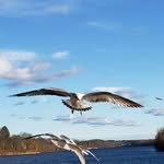 Christopher Belanger - @christopherbelanger77 - Instagram