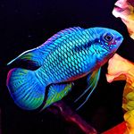 Christopher Bingham - @christhefishman - Instagram