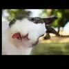 Christopher Black - @christopher.black430 - TikTok