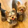 Christopher's Breeding Home - @yorkies.puppies.f7 - TikTok