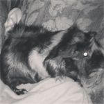 Micah Christopher Calloway - @micahthepig - Instagram