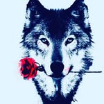 groovy wolf - @christopher.castellon - Instagram