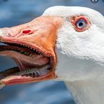 🦆 Christopher Chagnon - @memes_for_days609 - Instagram
