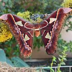 Christopher Conlan - @leucanella - Instagram