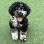 Bowen Christopher Coolidge - @bowen.the.bernedoodle - Instagram