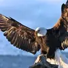 Christopher Corbo - @christopher.corbo - TikTok