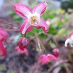 Christopher Cox - @seattlegardener - Instagram