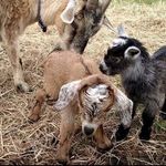 Christopher Creek Farm - @creekfarms - Instagram