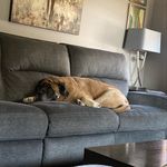 Christopher eberhardt - @my_big_dog_family - Instagram